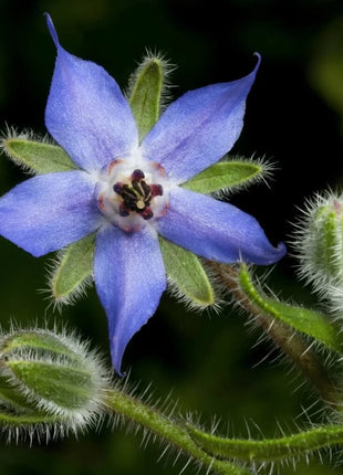 Blue Borage – 100 Seeds